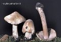 Inocybe patouillardii-amf1026-1